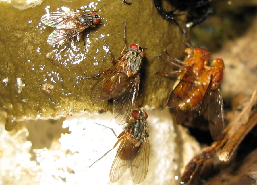 Muscidae: Phaonia sp. (P. subventa o P.  rufiventris)