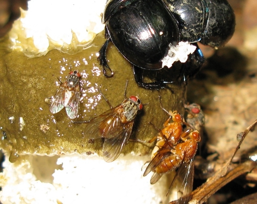 Muscidae: Phaonia sp. (P. subventa o P.  rufiventris)