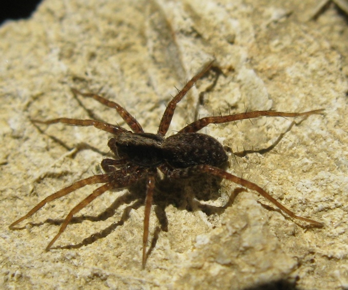 Pardosa lugubris s.l. - Acquapendente (VT)