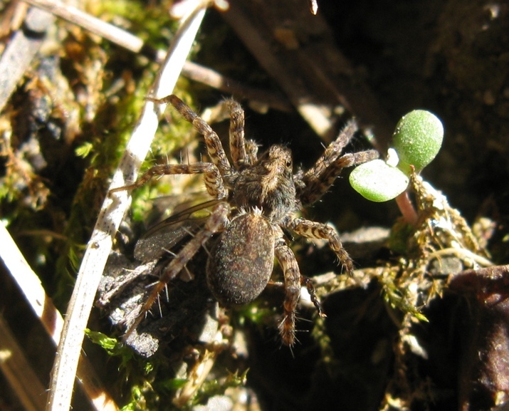 Pardosa hortensis/amentata - Acquapendente (VT)