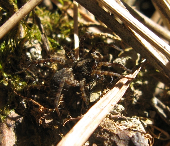 Pardosa hortensis/amentata - Acquapendente (VT)