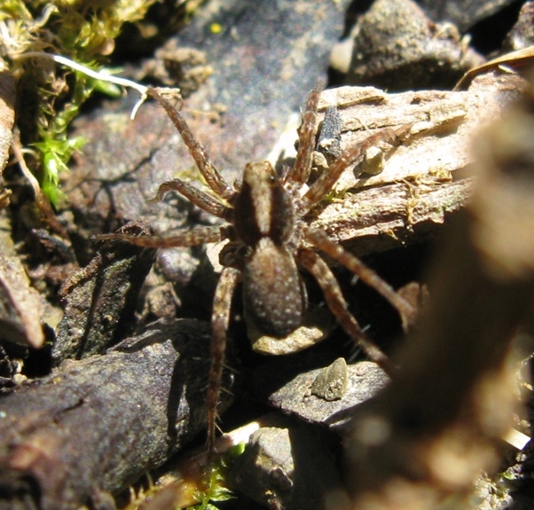 Pardosa lugubris s.l. - Acquapendente (VT)