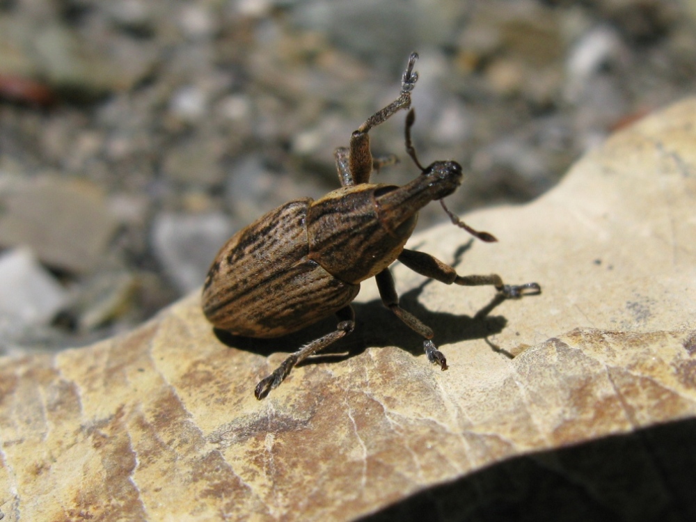 Mecaspis alternans? (Curculionidae)