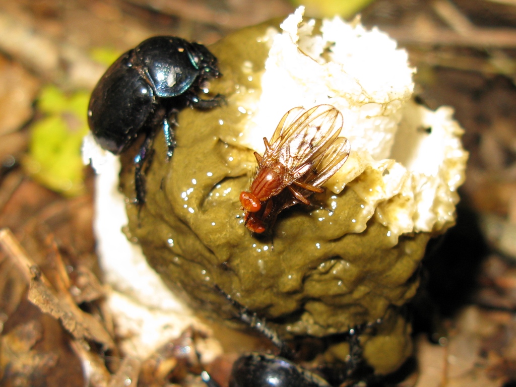 Su phallus impudicus:  Neuroctena anilis (Dryomyzidae)