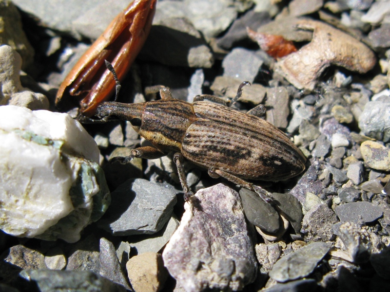 Mecaspis alternans? (Curculionidae)