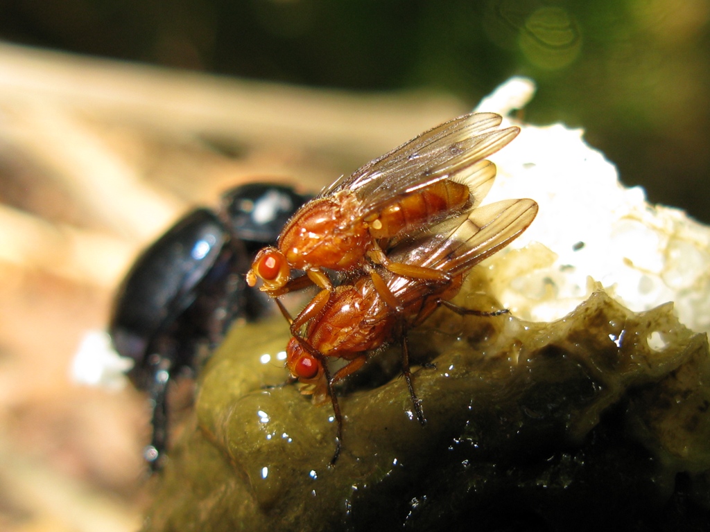 Su phallus impudicus:  Neuroctena anilis (Dryomyzidae)