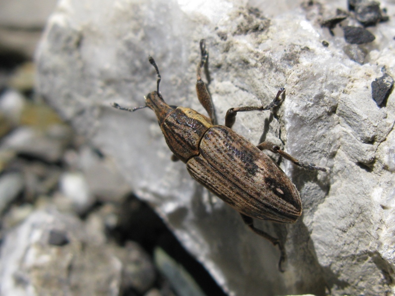 Mecaspis alternans? (Curculionidae)