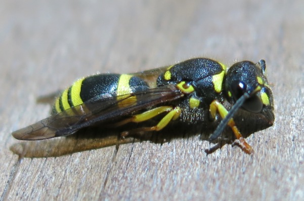 Ancistrocerus longispinosus, Vespidae Eumeninae