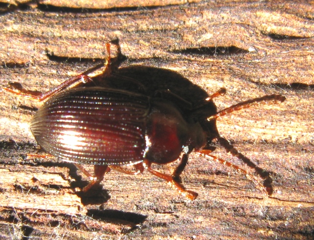 Carabidae da determinare? Nalassus sp. (Tenebrionidae)