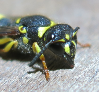 Ancistrocerus longispinosus, Vespidae Eumeninae