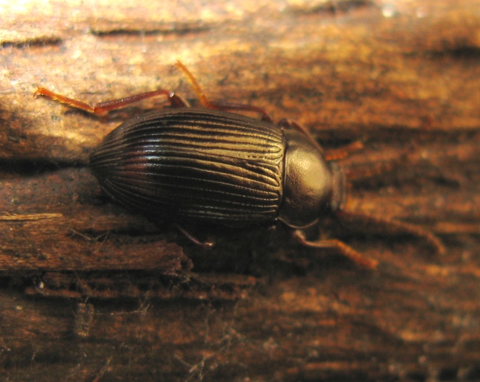 Carabidae da determinare? Nalassus sp. (Tenebrionidae)