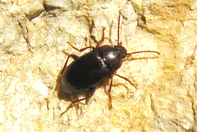 Carabidae da determinare? Nalassus sp. (Tenebrionidae)