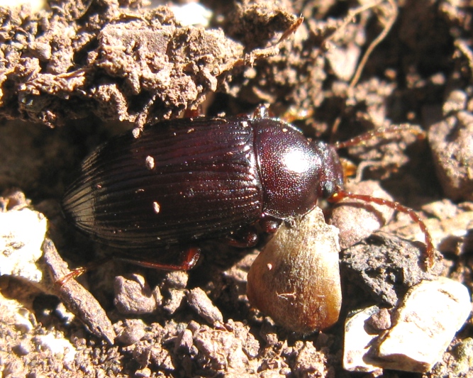 Carabidae da determinare? Nalassus sp. (Tenebrionidae)