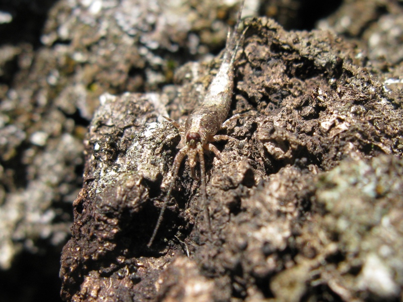 Machilidae da determinare? 3