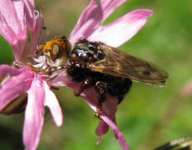 Conopidae - Myopa sp.