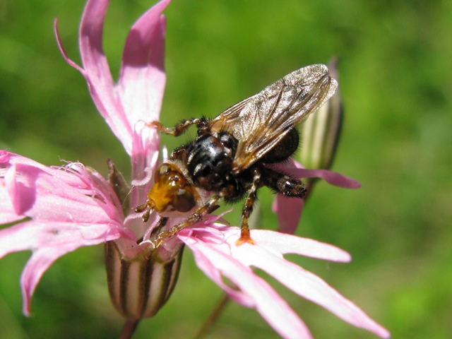 Conopidae - Myopa sp.