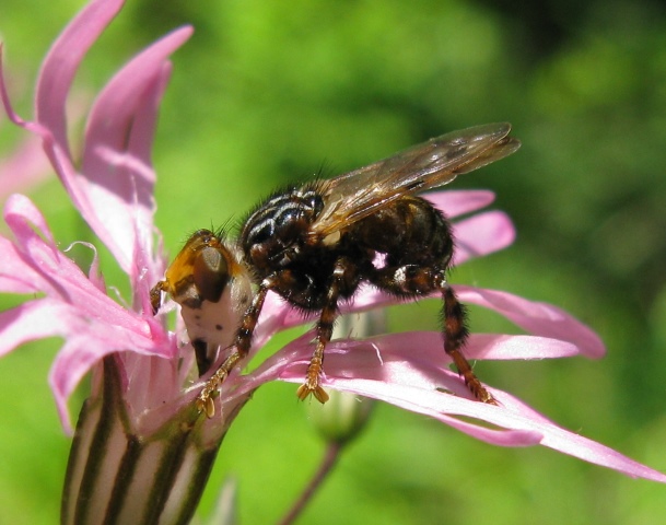 Conopidae - Myopa sp.