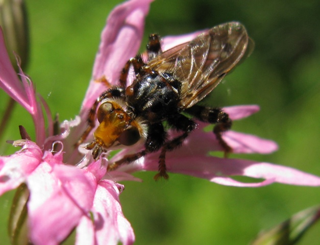 Conopidae - Myopa sp.