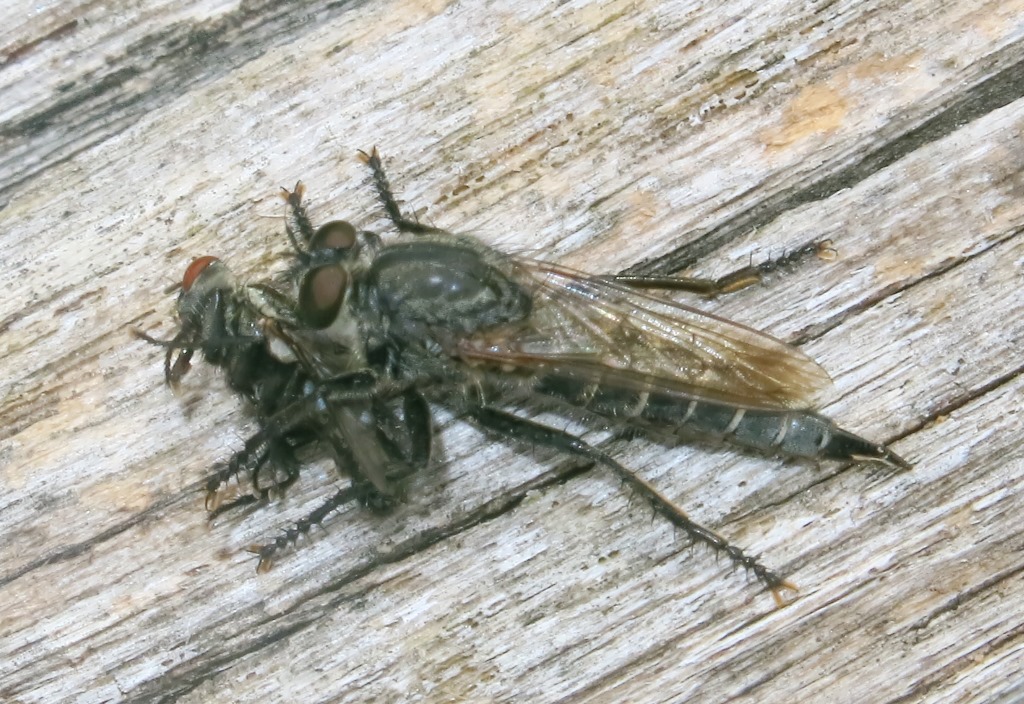 Asilidae:  femmina gruppo Machimus/Tolmerus
