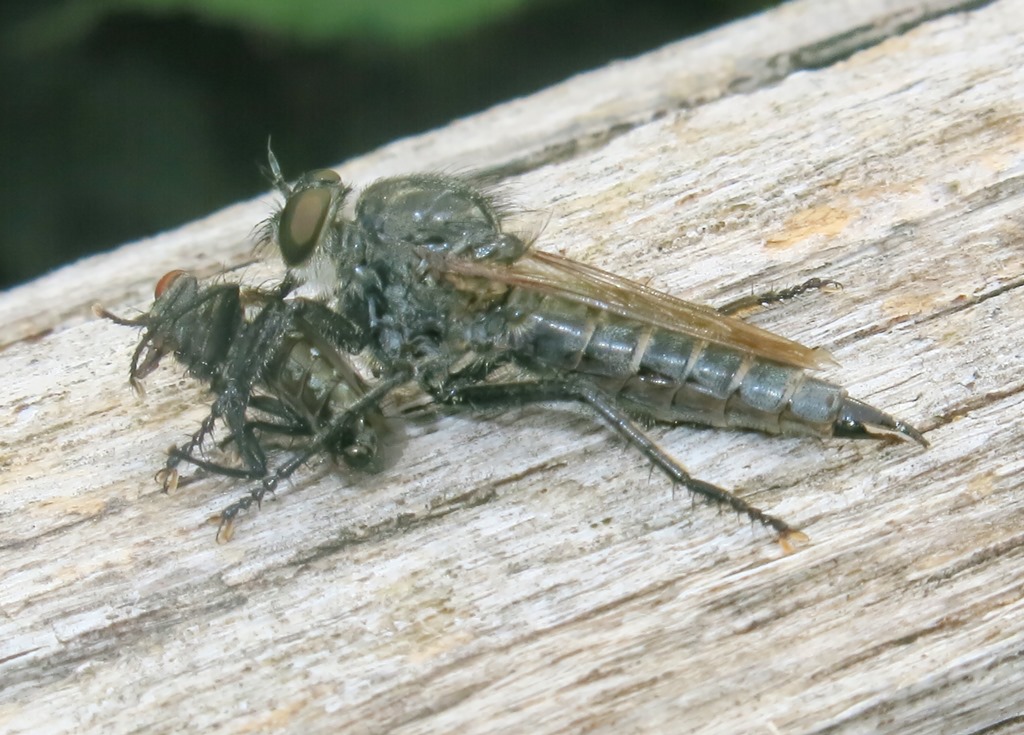Asilidae:  femmina gruppo Machimus/Tolmerus