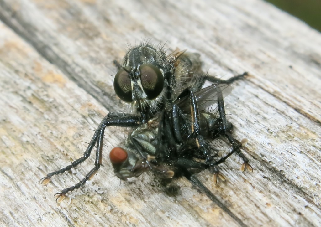 Asilidae:  femmina gruppo Machimus/Tolmerus