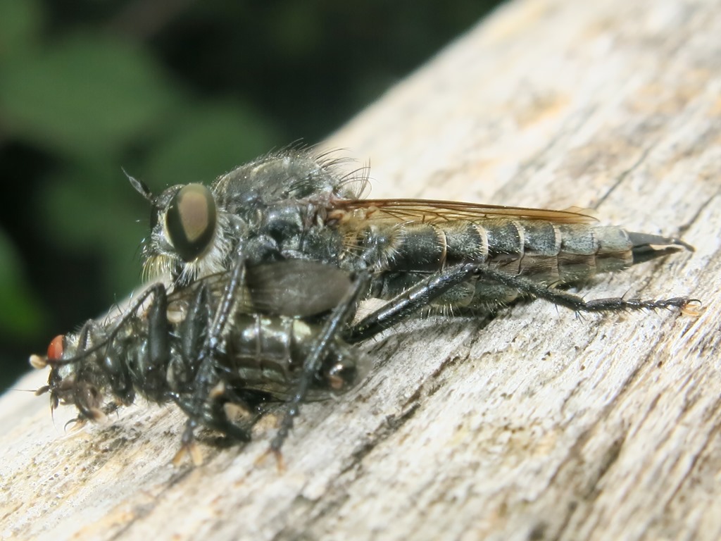 Asilidae:  femmina gruppo Machimus/Tolmerus