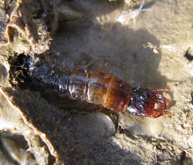 Larva 