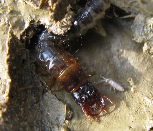 Larva 