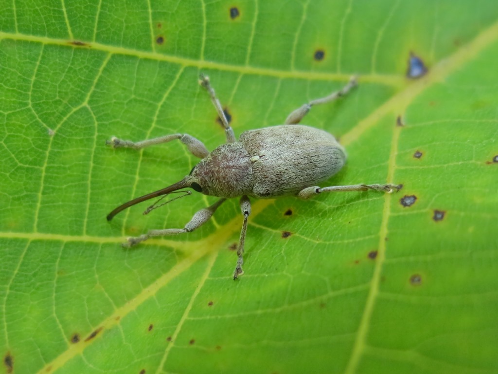 Curculionidae: Curculio elephas