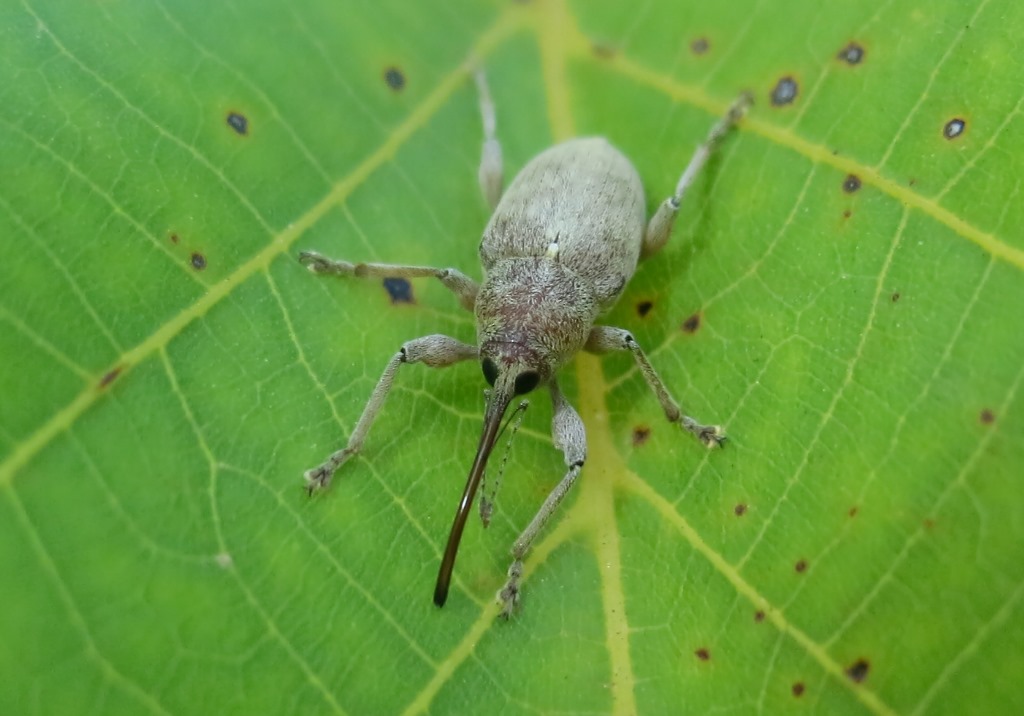 Curculionidae: Curculio elephas