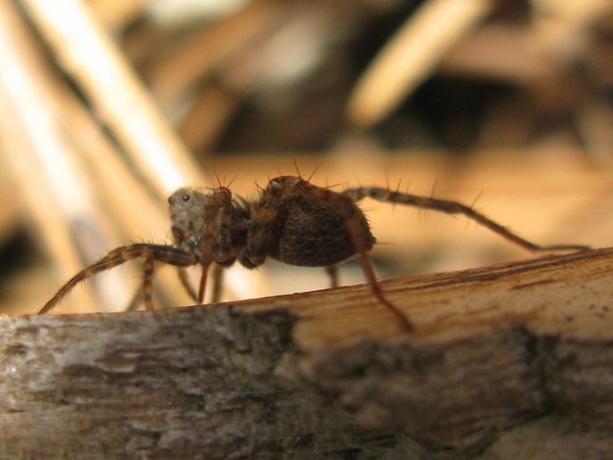 Pardosa hortensis/amentata - Acquapendente (VT)