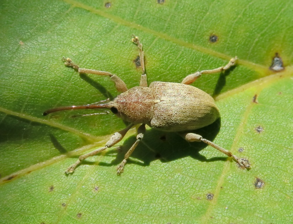 Curculionidae: Curculio elephas