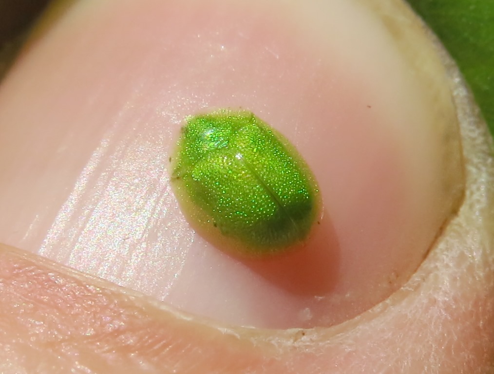 Cassida hemisphaerica, Chrysomelidae