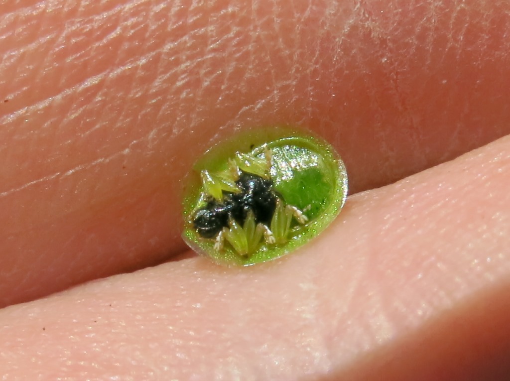 Cassida hemisphaerica, Chrysomelidae