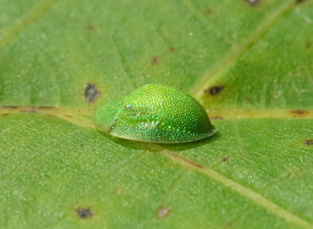 Cassida hemisphaerica, Chrysomelidae