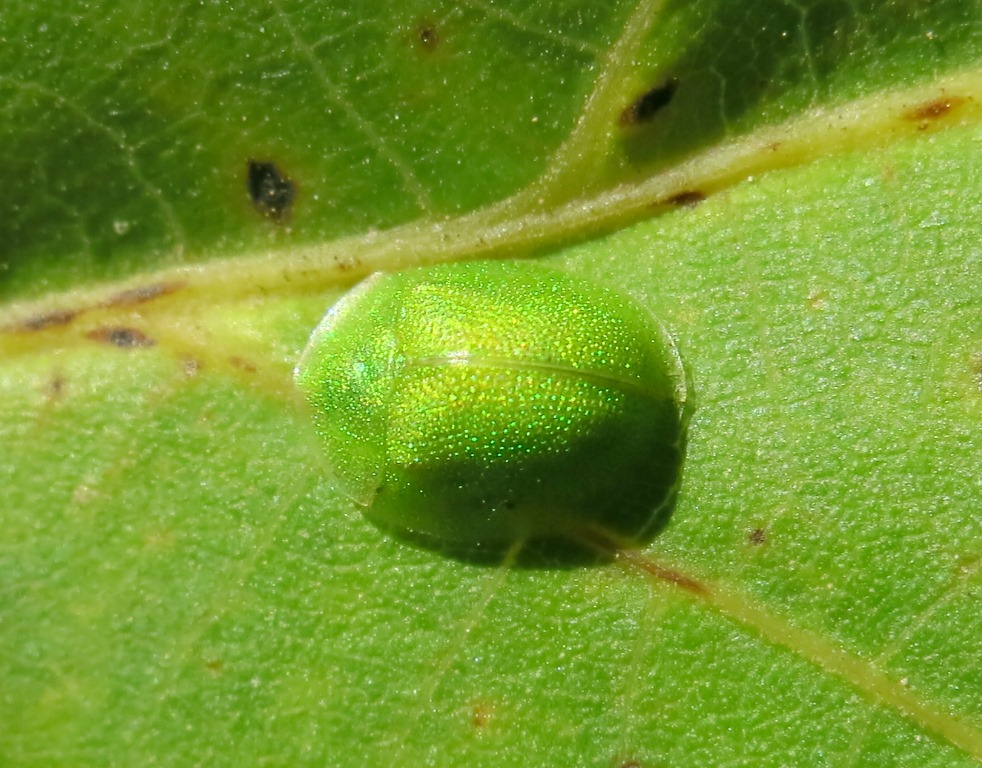 Cassida hemisphaerica, Chrysomelidae