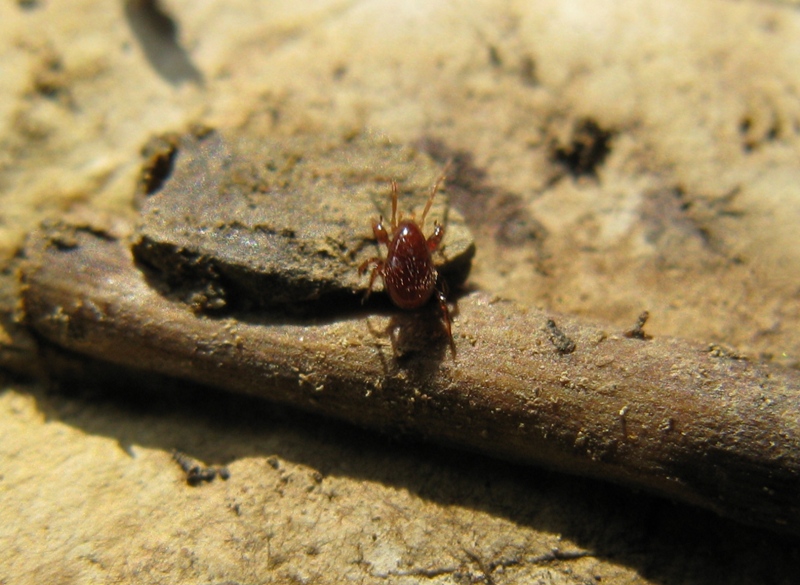 Mesostigmata: maschio di Parasitidae - Acquapendente (VT)