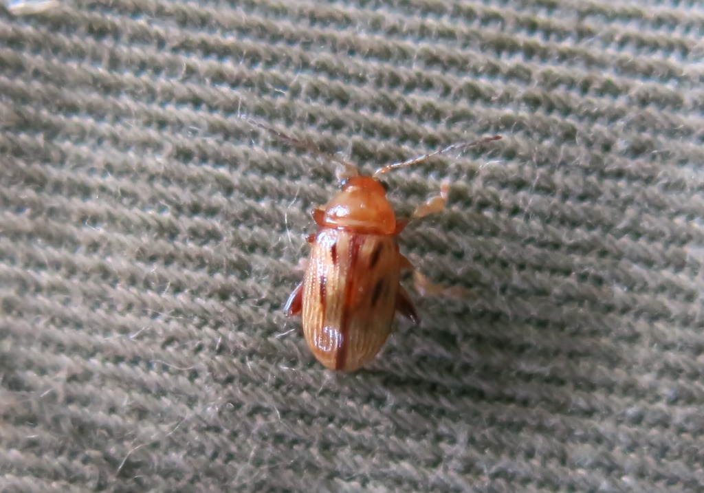Chrysomelidae - Arrhenocoela lineata? S.