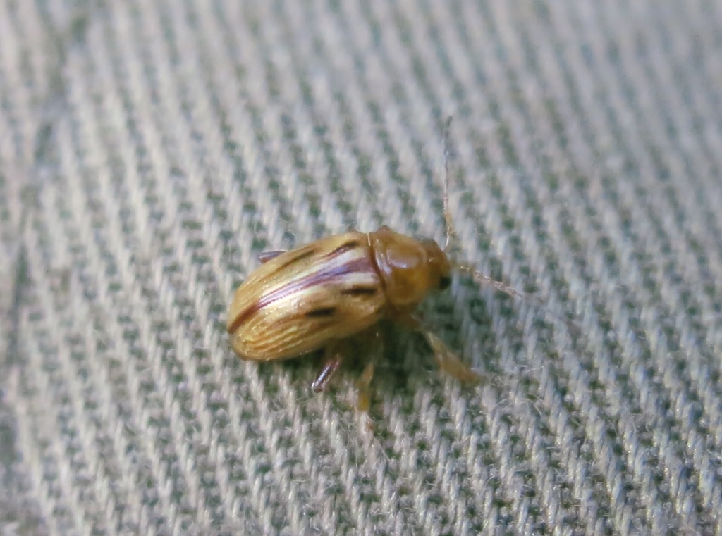 Chrysomelidae - Arrhenocoela lineata? S.