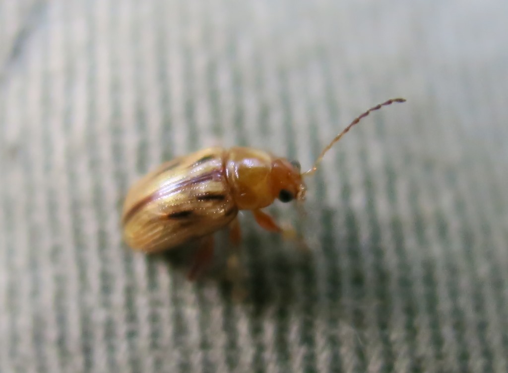 Chrysomelidae - Arrhenocoela lineata? S.