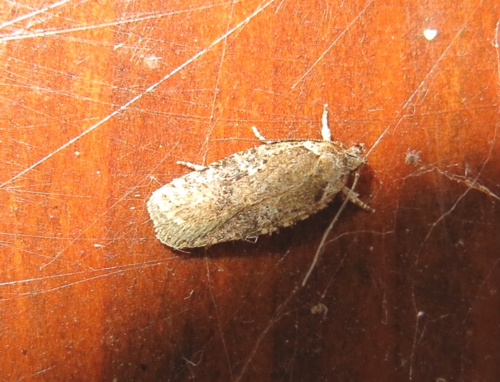 Agonopterix cfr. purpurea. -Elachistidae