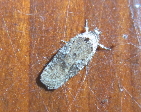 Agonopterix cfr. purpurea. -Elachistidae