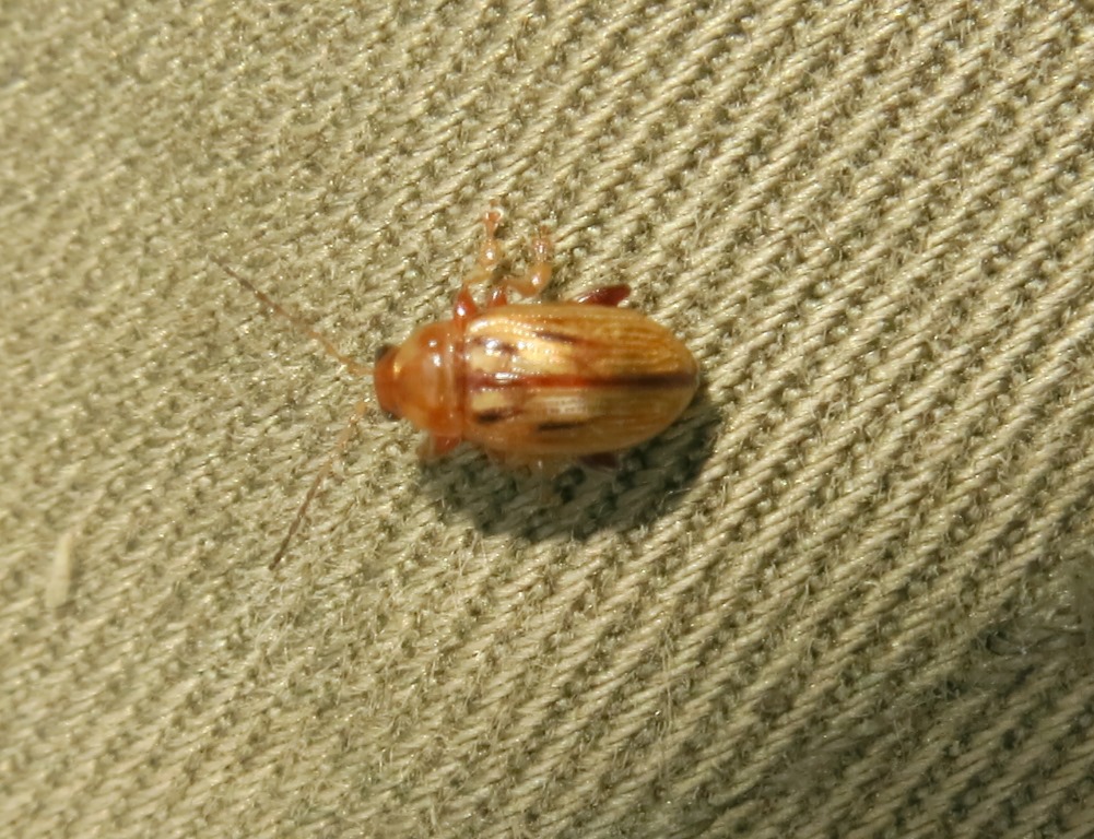 Chrysomelidae - Arrhenocoela lineata? S.