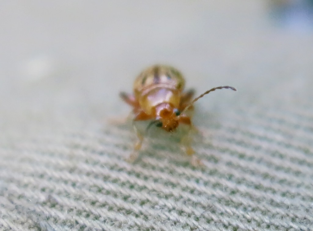Chrysomelidae - Arrhenocoela lineata? S.