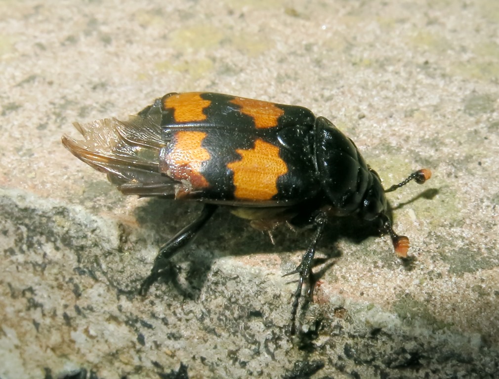 Nicrophorus cf. interruptus, Silphidae