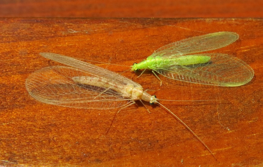 verde e bianca da identificare?