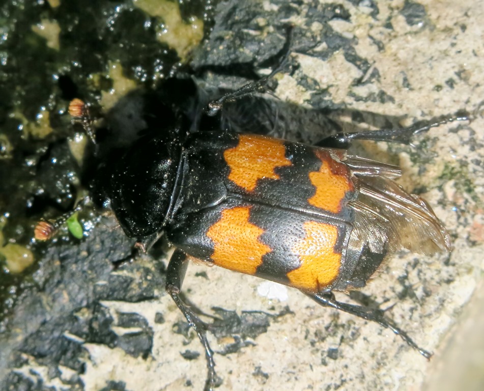 Nicrophorus cf. interruptus, Silphidae