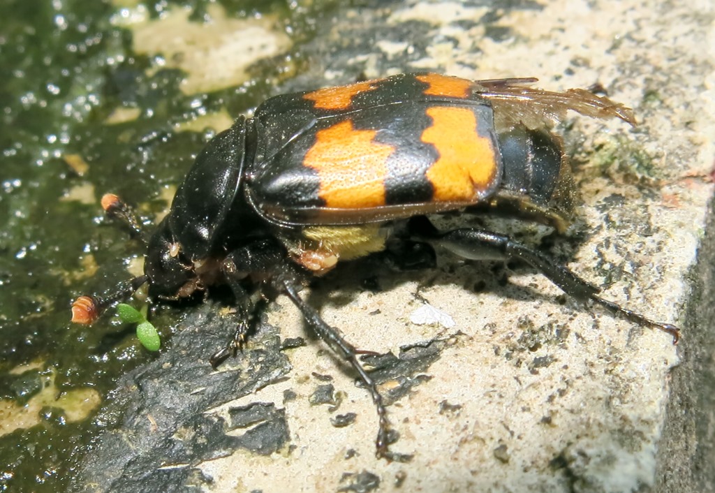 Nicrophorus cf. interruptus, Silphidae