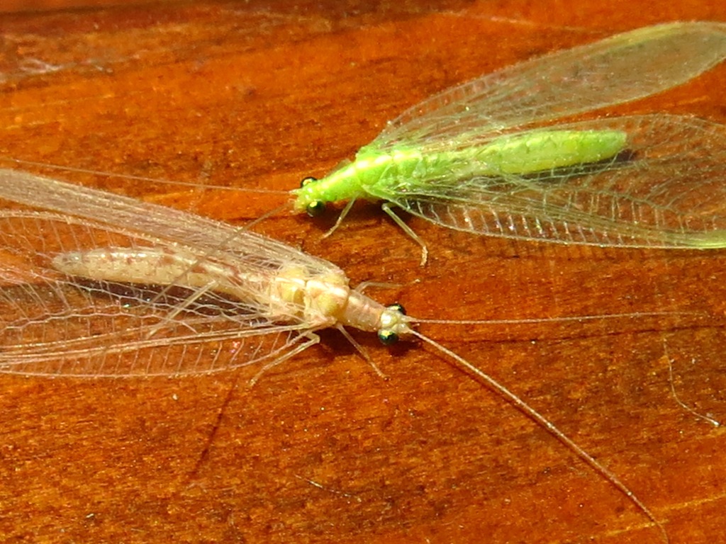 verde e bianca da identificare?