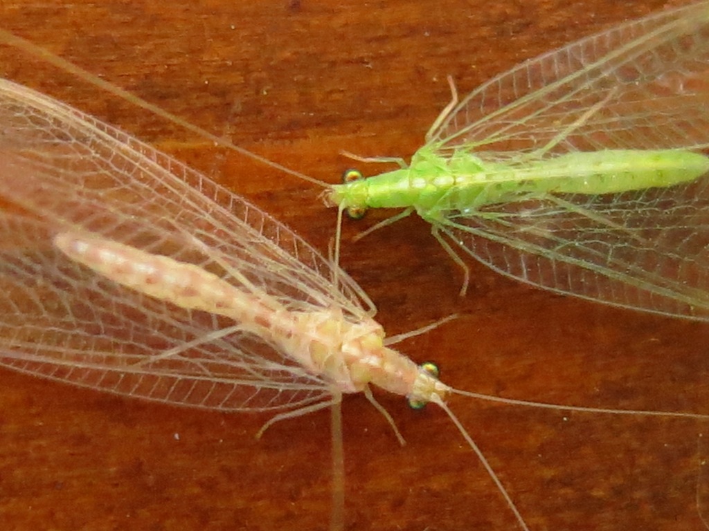 verde e bianca da identificare?